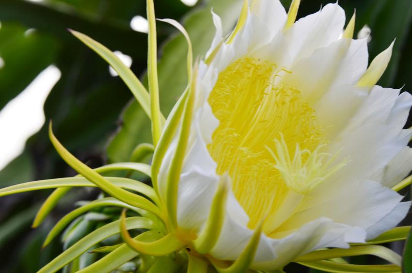 fleur blanche de fruit du dragon