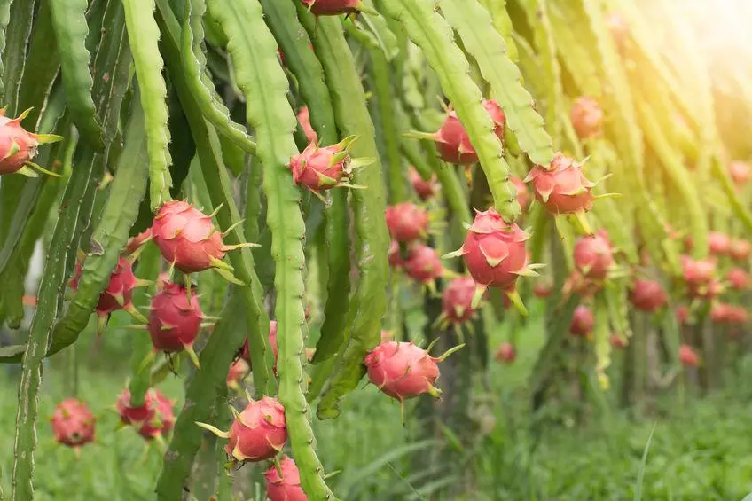 un fruit et un arbre qui rappellent le dragon