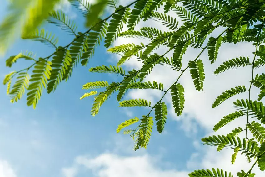 feuilles de tamarinier devant ciel bleu