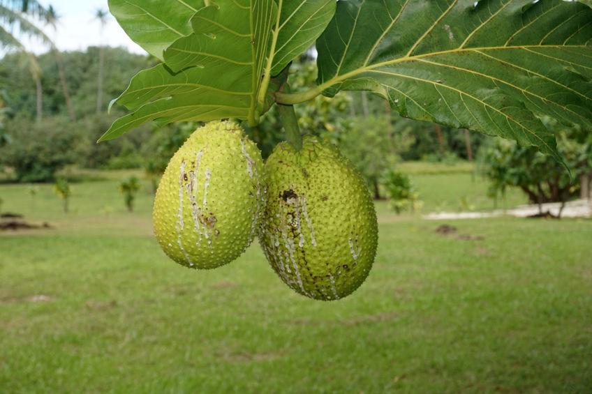 deux fruits a pain mûrs avec du latex coulant sur la peau