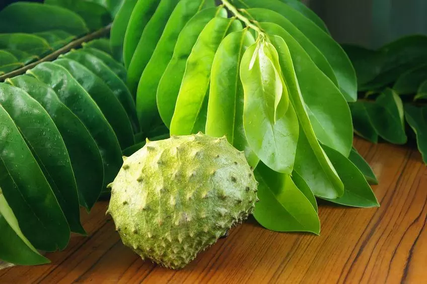 beau corossol vert et branche avec feuille de corossolier