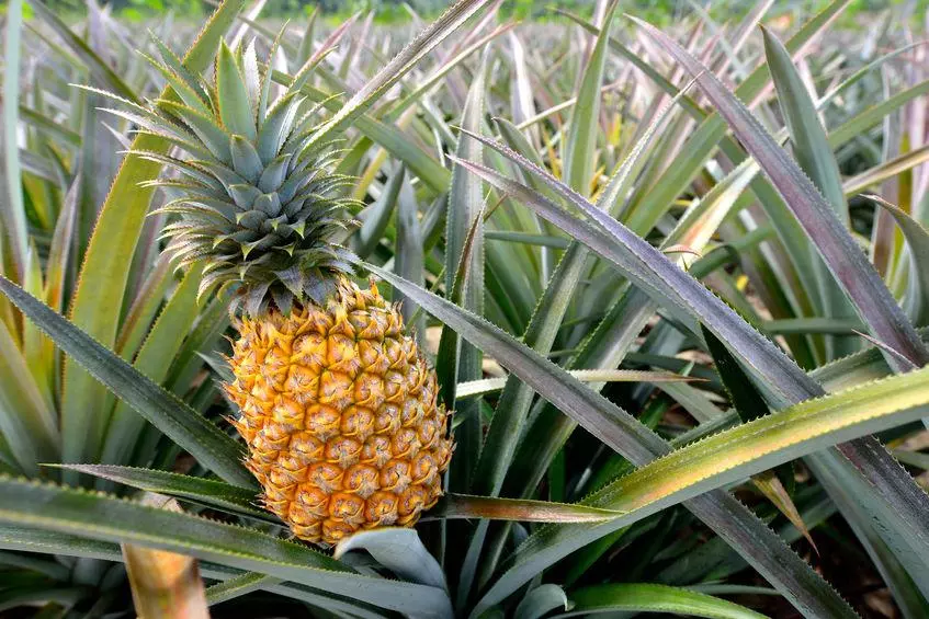 ananas mur sur son arbre