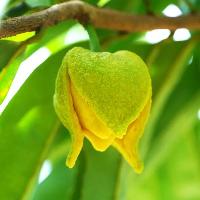 fleur de corossol sur branche de corossolier