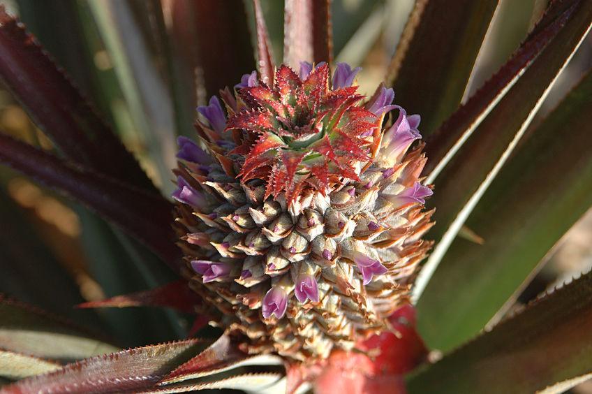 fleurs et plumet de l'ananas