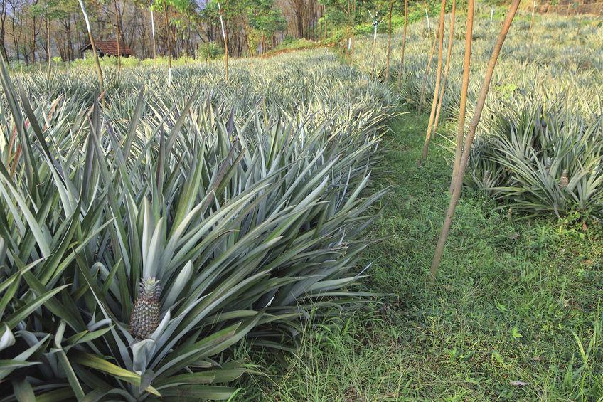 plantation d'ananas, fruit exotique qui pousse sur une plante herbacée