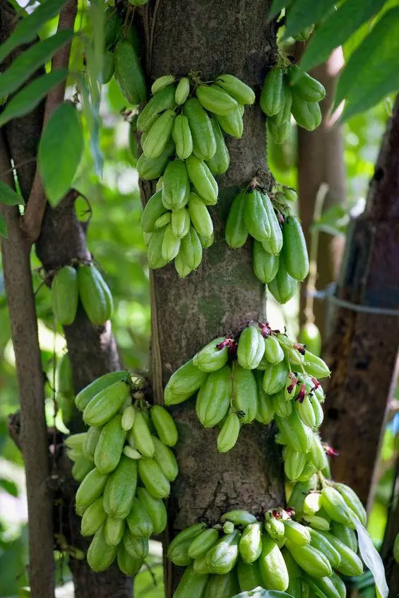 grappes de bilimbi ou concombre d'inde sur l'arbre