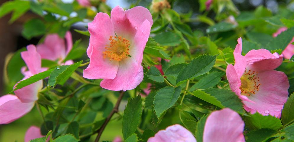 eglantier avec de jolies fleurs premices des futurs cynorhodon