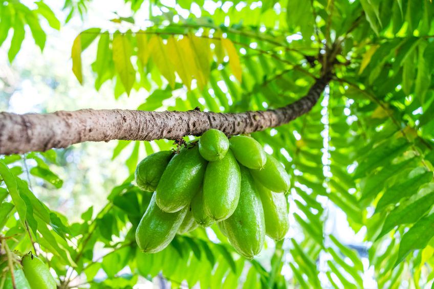 grappe de bilimbi poussant sur l'arbre