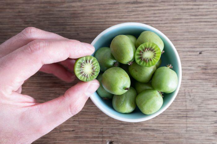 kiwai tout sur ce mini kiwi gout, arbre, culture Alex&Alex