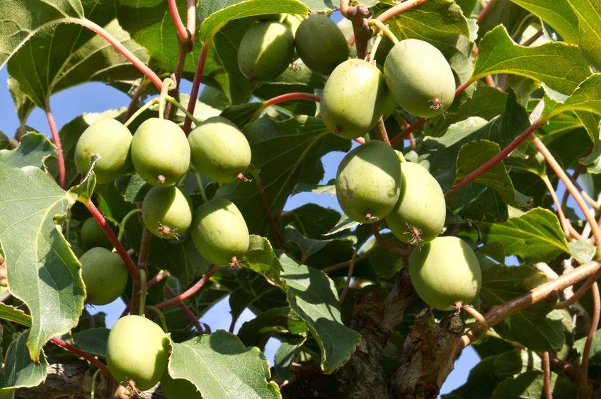 kiwai sur l'arbre à kiwai en grappe