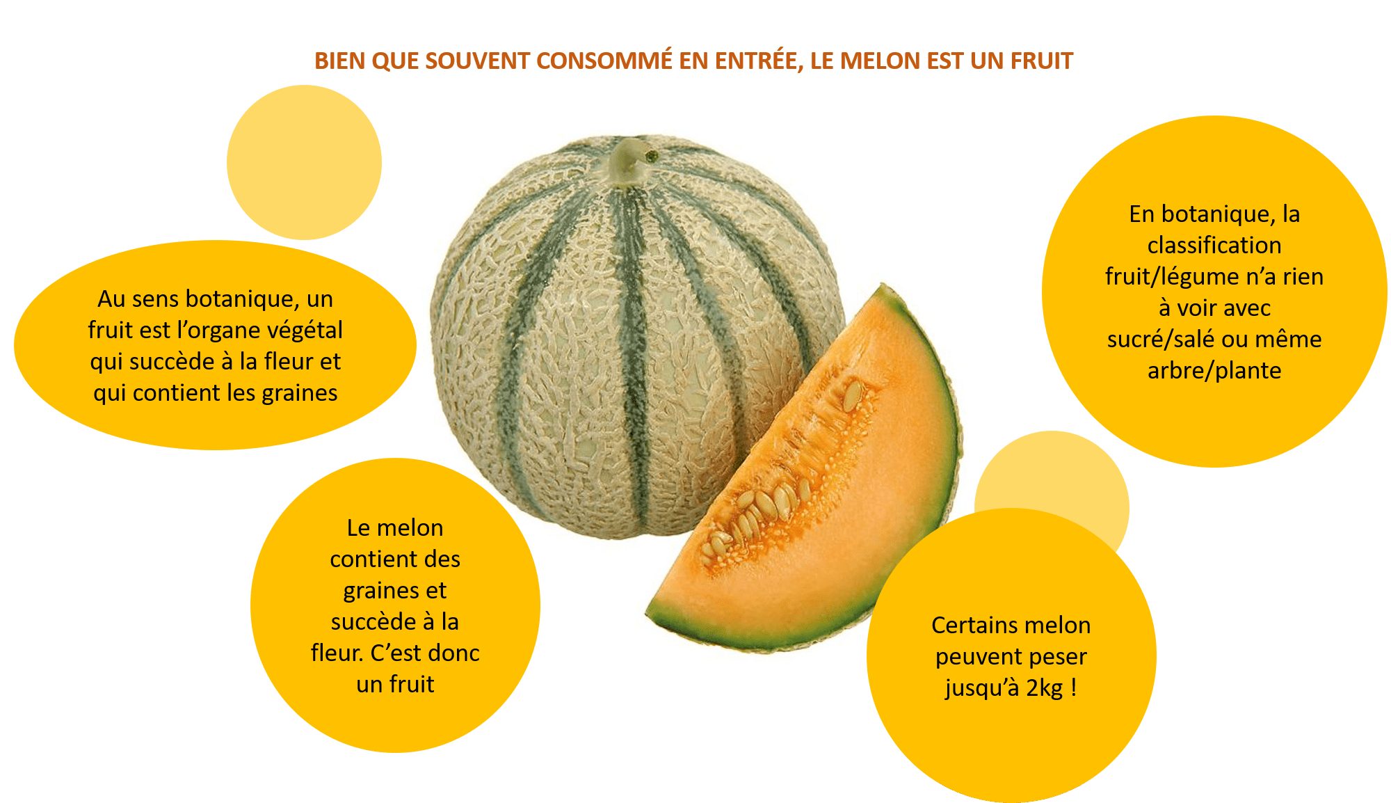 Melon fruit ou légume