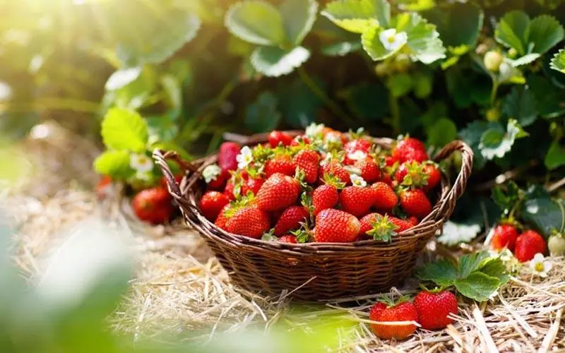 Fraise : fruit ou légume ?