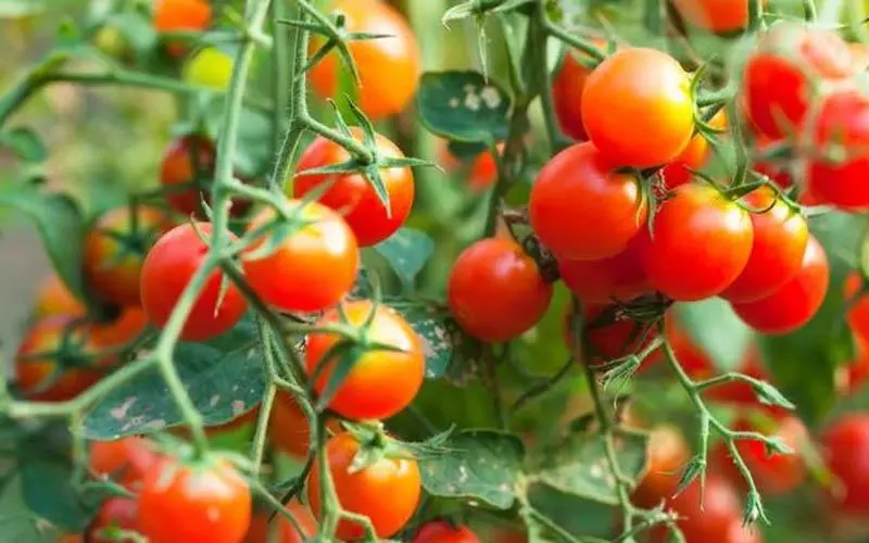 Tomate : fruit ou légume, bienfaits, saison